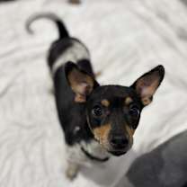 Thumbnail photo of Molly #1