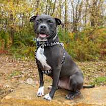 Thumbnail photo of Wrangler #1