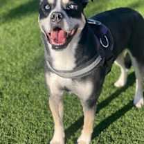 Thumbnail photo of Dinah #4