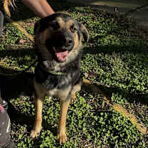 Thumbnail photo of Bamboo* #1