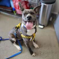 Thumbnail photo of Woodstock (Meeko) #3