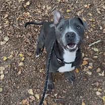 Thumbnail photo of Haggis 6642 #2