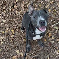 Thumbnail photo of Haggis 6642 #3