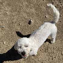 Thumbnail photo of Max #1