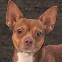 Thumbnail photo of Lucy #1