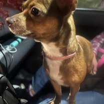 Thumbnail photo of Lucy #2