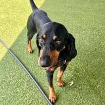 Thumbnail photo of Harley #2