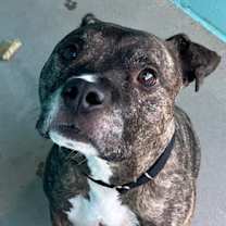 Thumbnail photo of Bolo #1