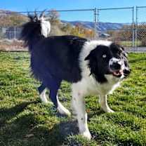 Thumbnail photo of Kodiak #2