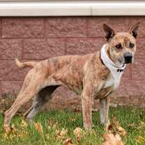 Thumbnail photo of Dakota #4