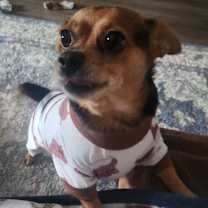 Thumbnail photo of Bear #2