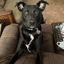 Thumbnail photo of Perdita #1