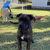 Thumbnail photo of Lincoln #4