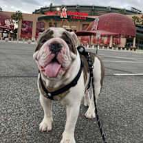 Thumbnail photo of Winston #1