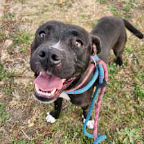 Thumbnail photo of Hubie #3