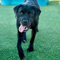 Thumbnail photo of Juniper A5715504 #1