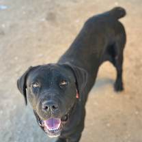 Thumbnail photo of Juniper A5715504 #4