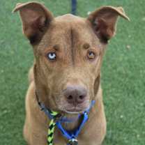 Thumbnail photo of Champ #3