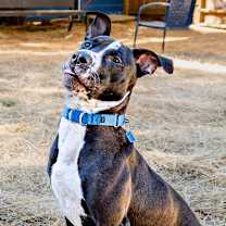 Thumbnail photo of Alvin #4