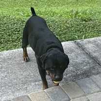 Thumbnail photo of Jackson #2