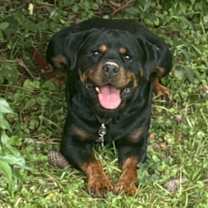 Thumbnail photo of Jackson #3