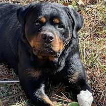 Thumbnail photo of Jackson #4