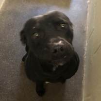 Thumbnail photo of Ruckus #2