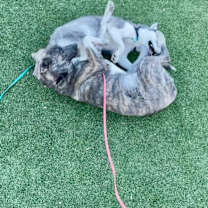 Thumbnail photo of Shasta #3