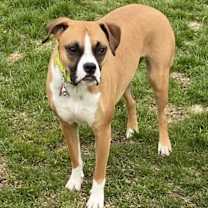 Thumbnail photo of Brandy #1