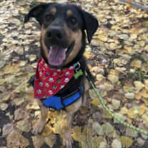 Thumbnail photo of Hansel #1