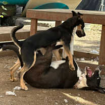 Thumbnail photo of Mako #3