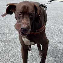 Thumbnail photo of SCOOBY #4