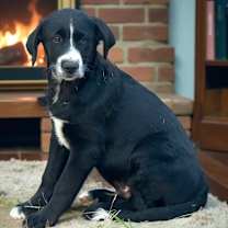 Thumbnail photo of Gavin #1