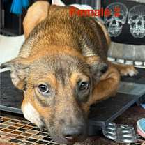 Thumbnail photo of Heidi #1