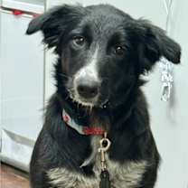 Thumbnail photo of Livvy (Baby) #4