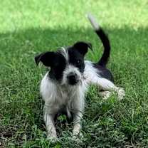 Thumbnail photo of Max Lee SM #1