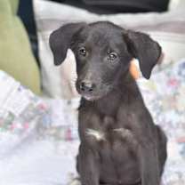 Thumbnail photo of Daphne #1