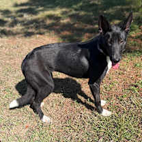 Thumbnail photo of Shasta 25-10-144 #2