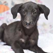 Thumbnail photo of Daphne #2