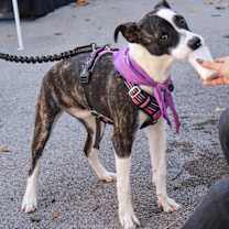 Thumbnail photo of Athena #2