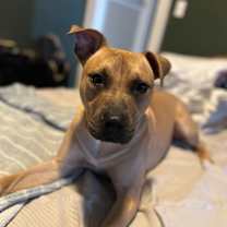 Thumbnail photo of Rupee #1