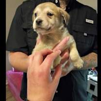 Thumbnail photo of Bella #2