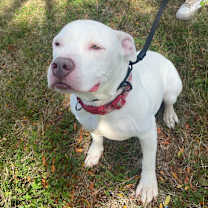 Thumbnail photo of Nova #1