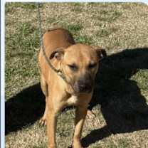 Thumbnail photo of Rupee #3