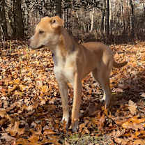 Thumbnail photo of Bella #4