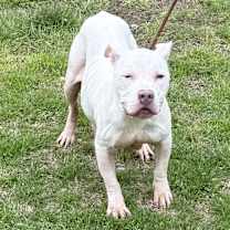 Thumbnail photo of Nova #3