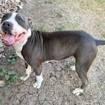 Thumbnail photo of Clementine #3