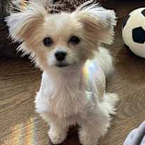 Thumbnail photo of Miranda My Love IN FOSTER & house trained! #1