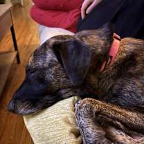 Thumbnail photo of Cleo (Guava) #3