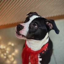 Thumbnail photo of BUSTER ~ $0 Adoption Fee! #3